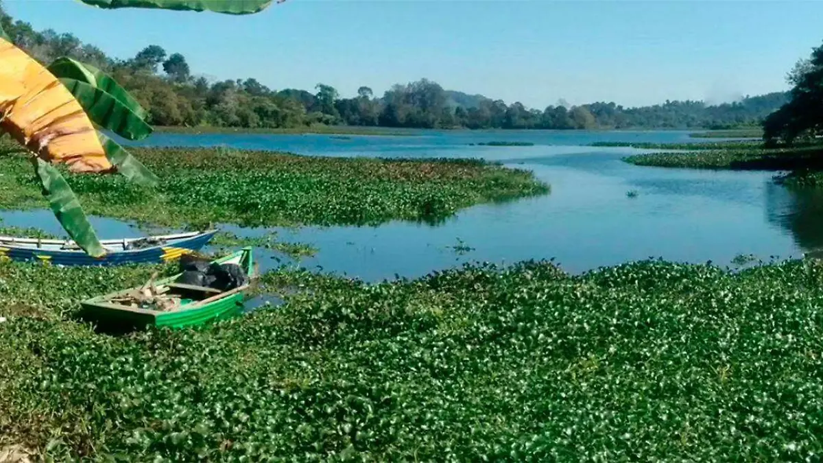 La planta invade amplias zonas del lago, bloqueando compuertas